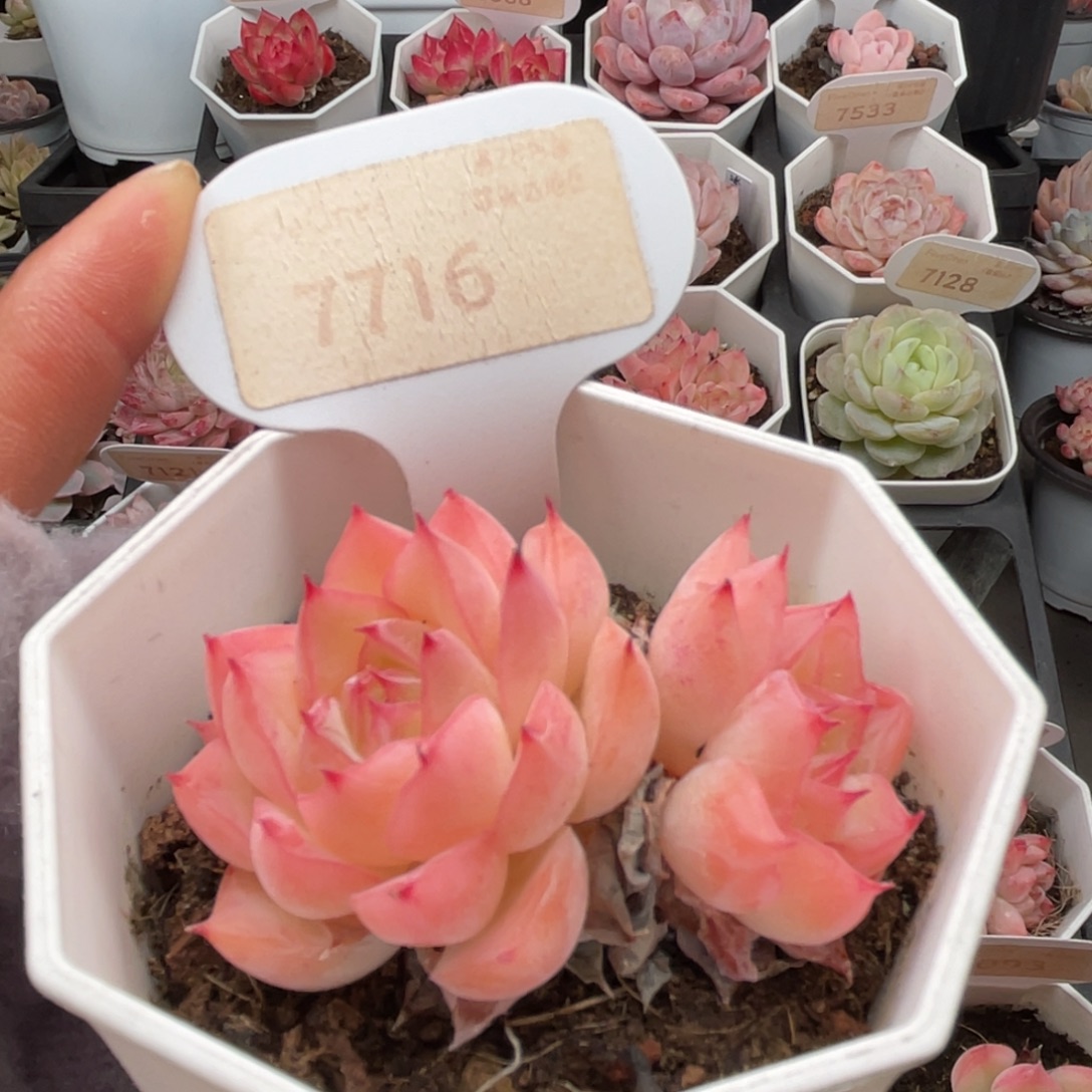 水晶玫瑰7716-5.5厘米