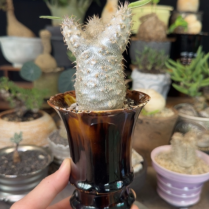 一物一拍象牙宫388