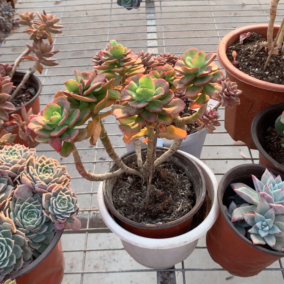 爱**智红梅多肉植物