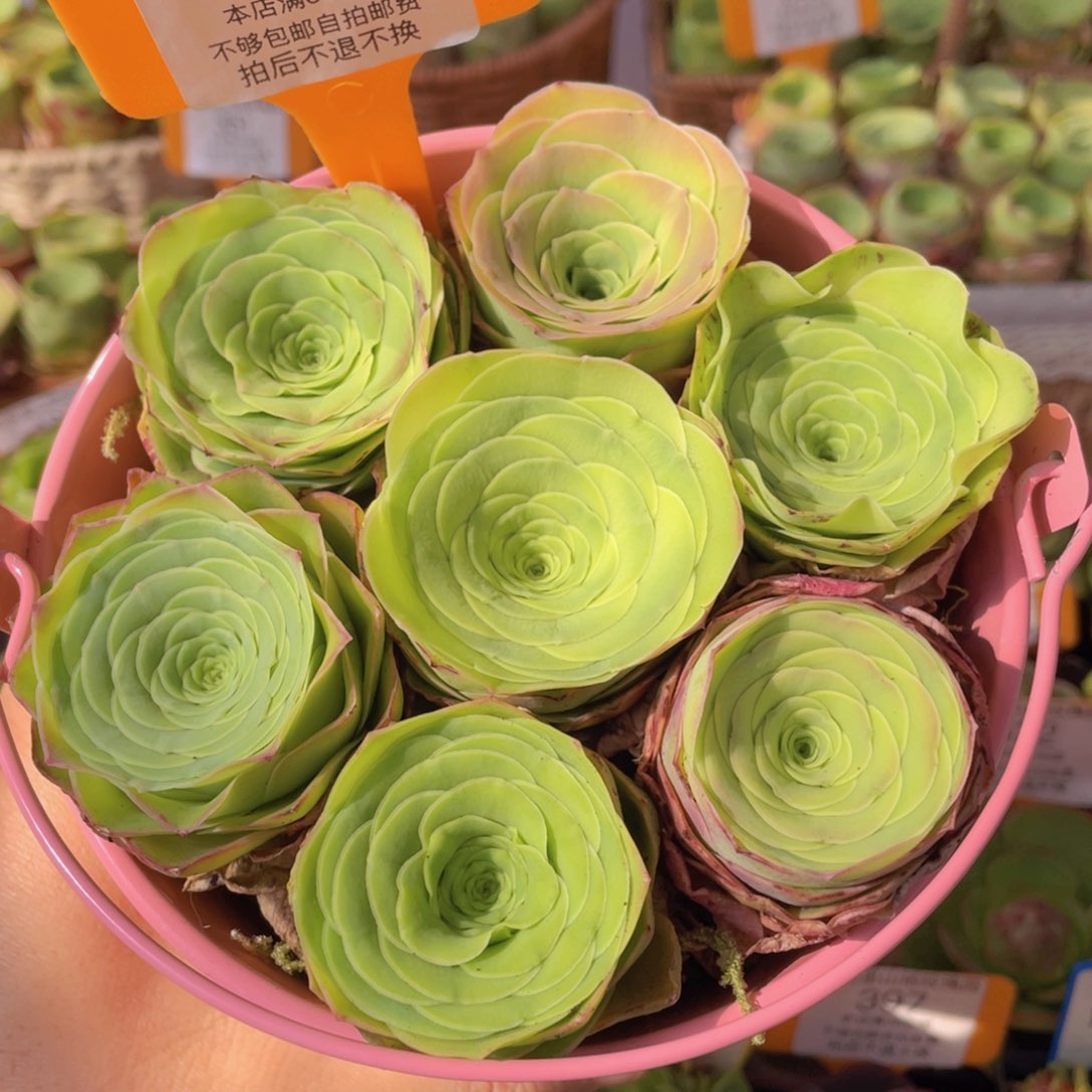 幸福花筒431一物一拍