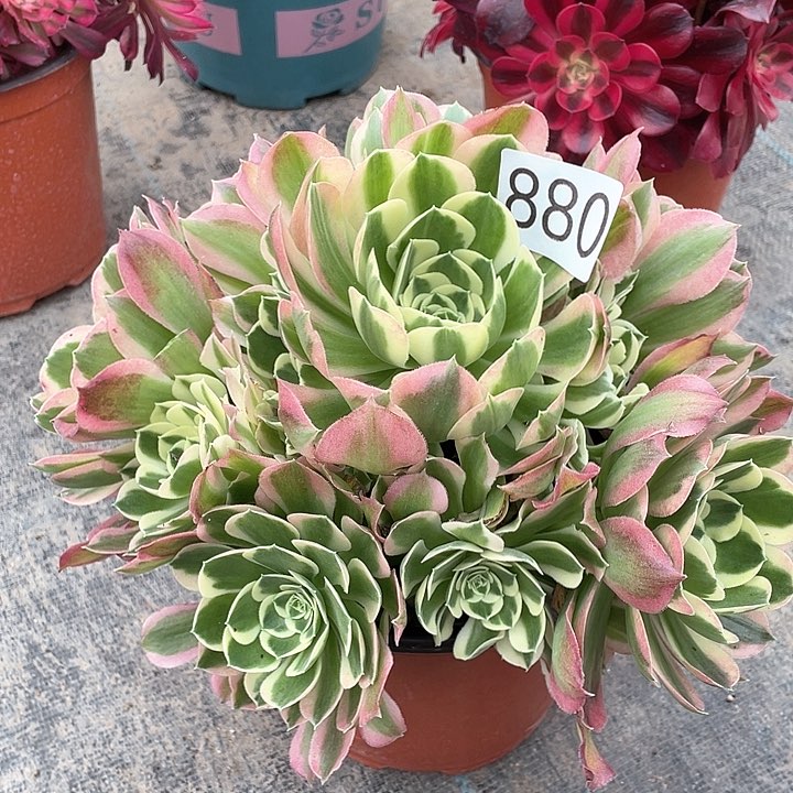 880白凤，冠幅23，