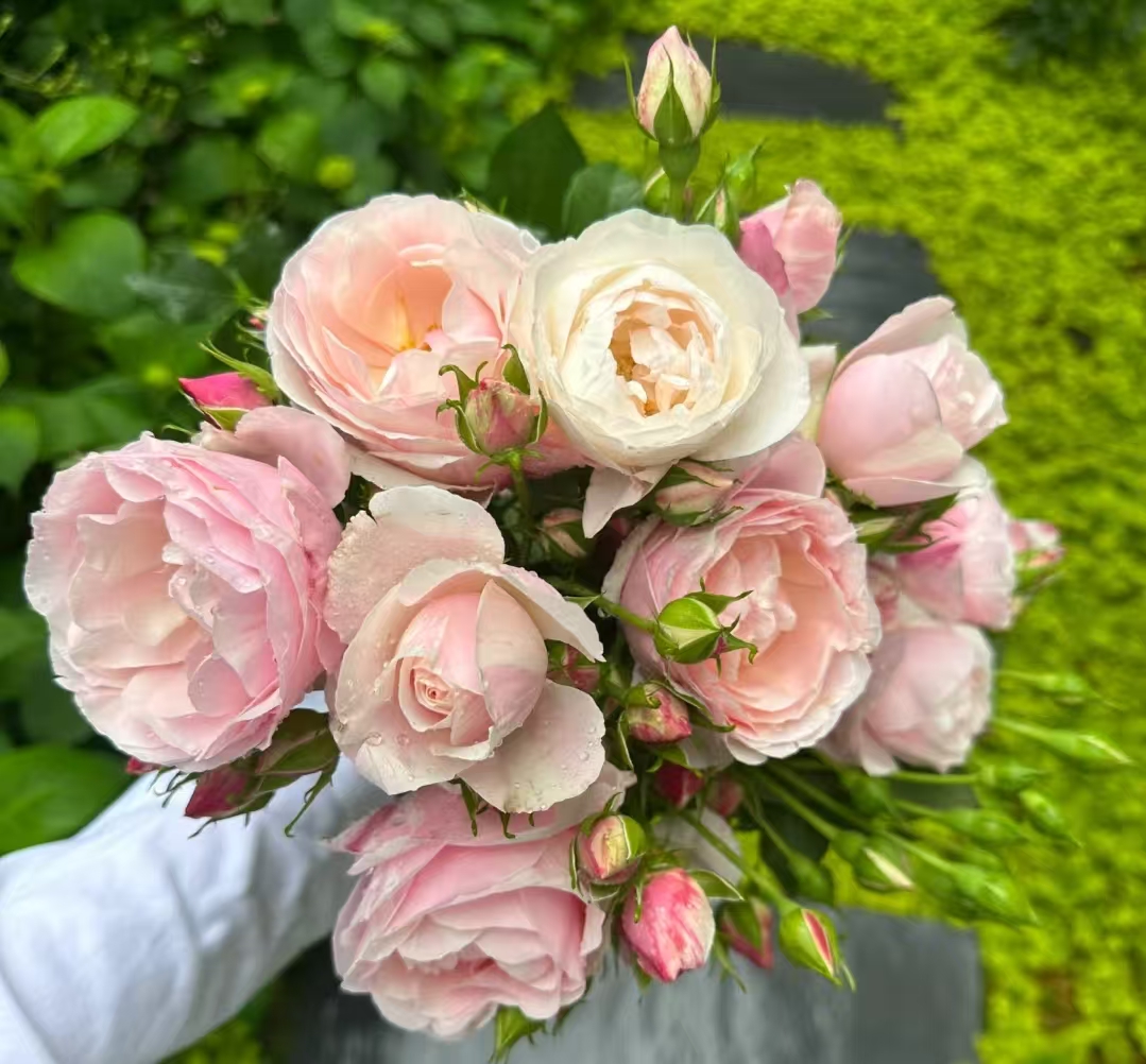 情书四季开花浓香月季