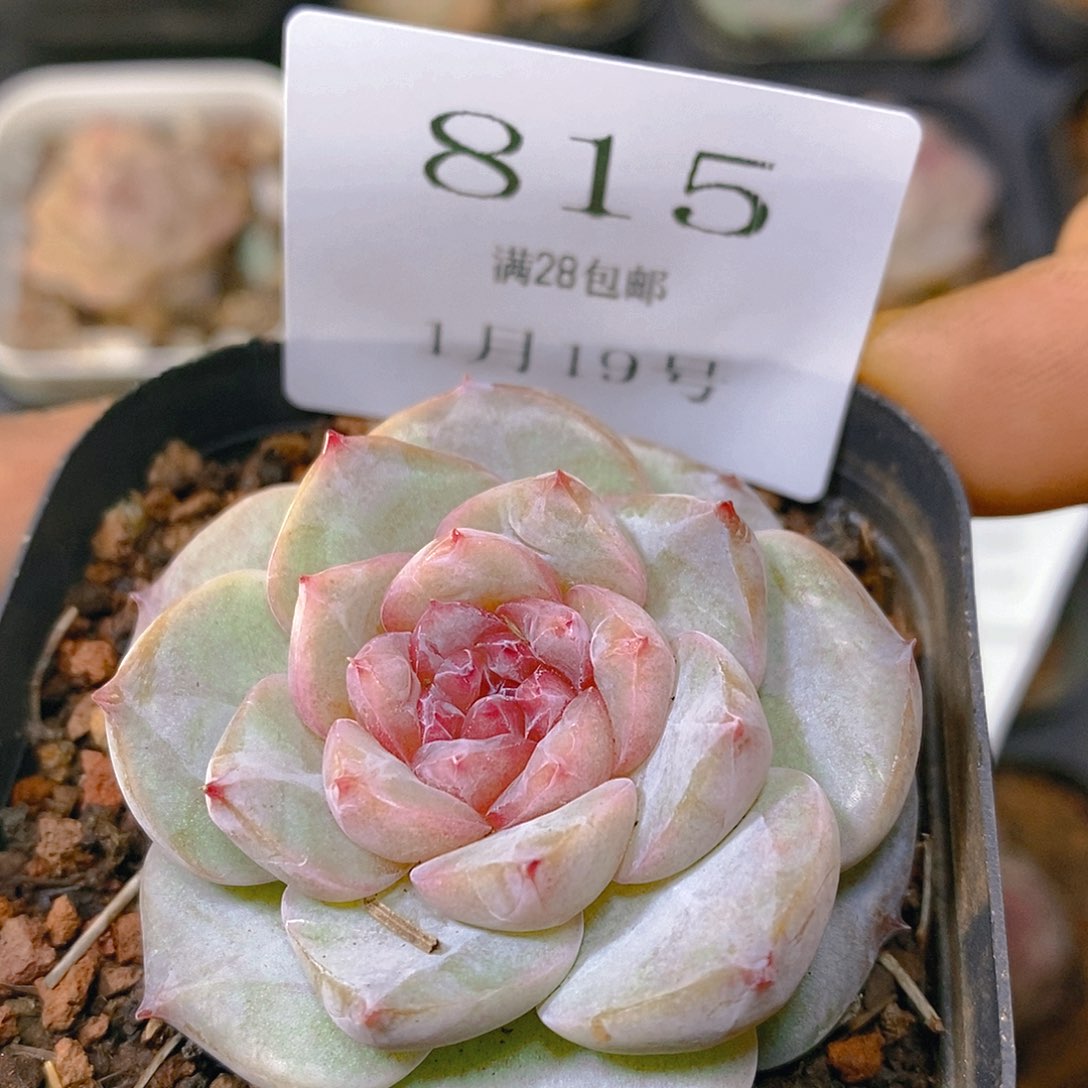 【闪购商品】云815