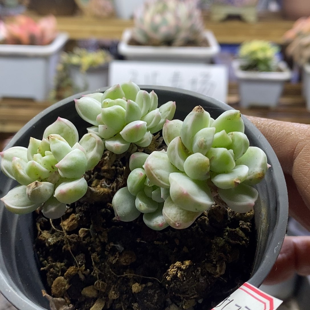 15177 老桩相思锦多肉