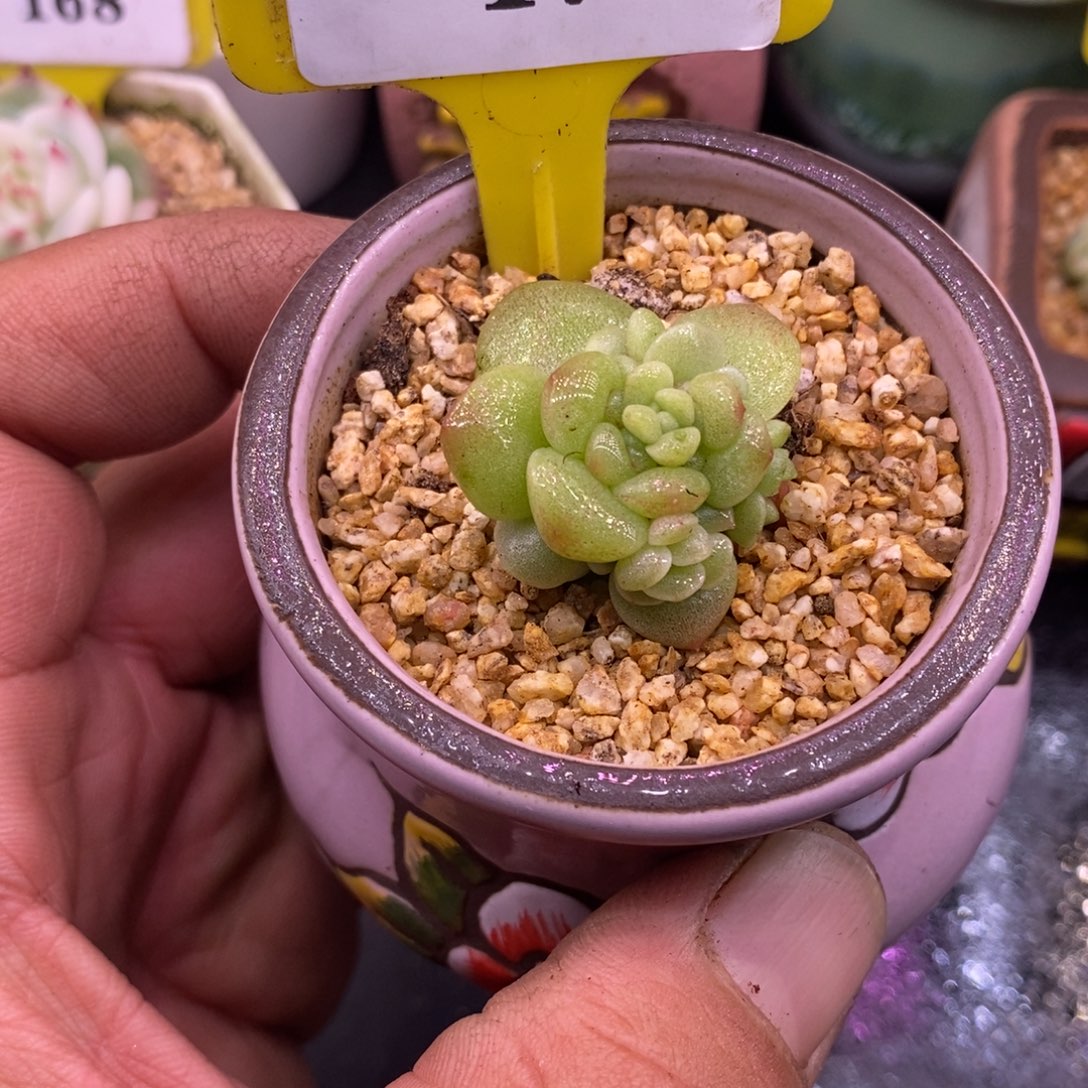 沫****3175冰玉石化母猪体变异……
