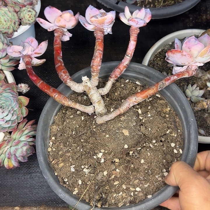 白凤582 多肉植物一物一拍