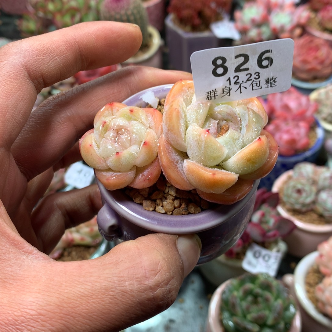 精控拇指盆12.23826