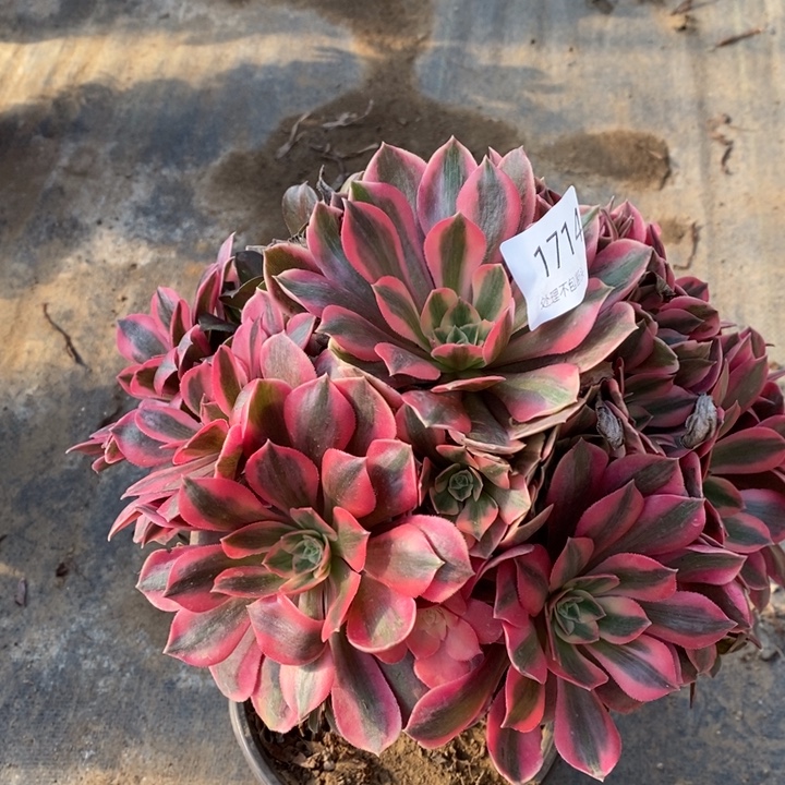 男神多肉断头不包1714