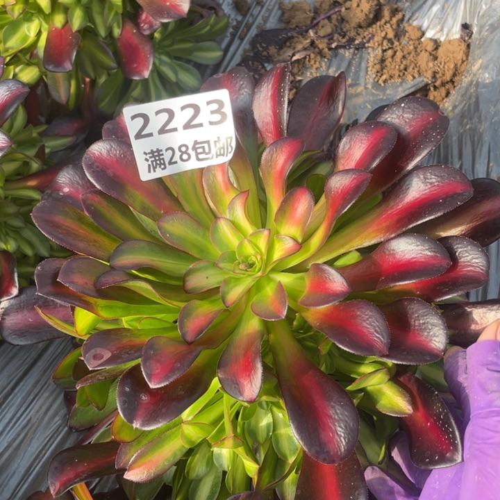 2223夕阳多一号棚M