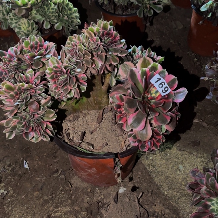 169女妖多肉植物不售后