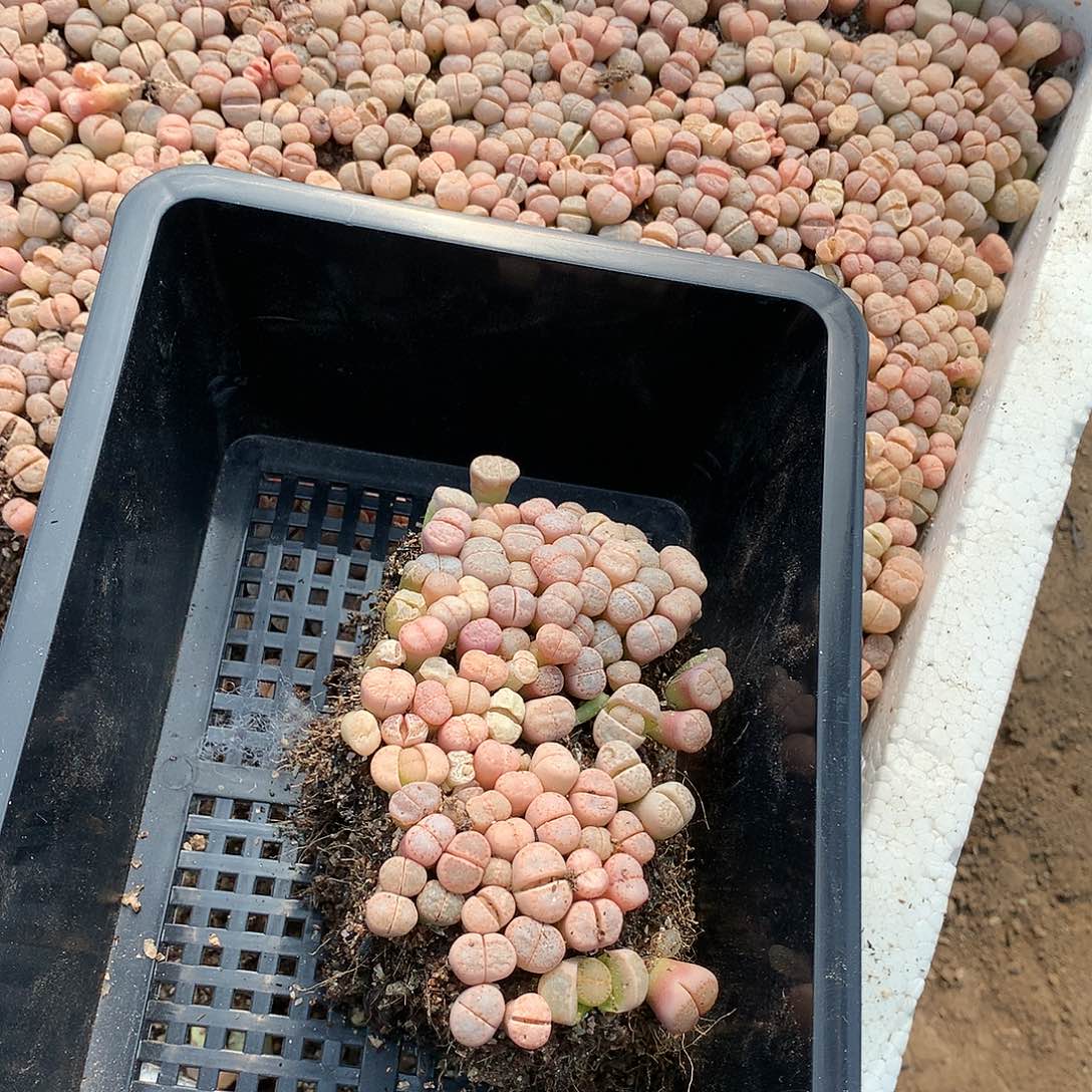 玉*儿H165多肉植物保护