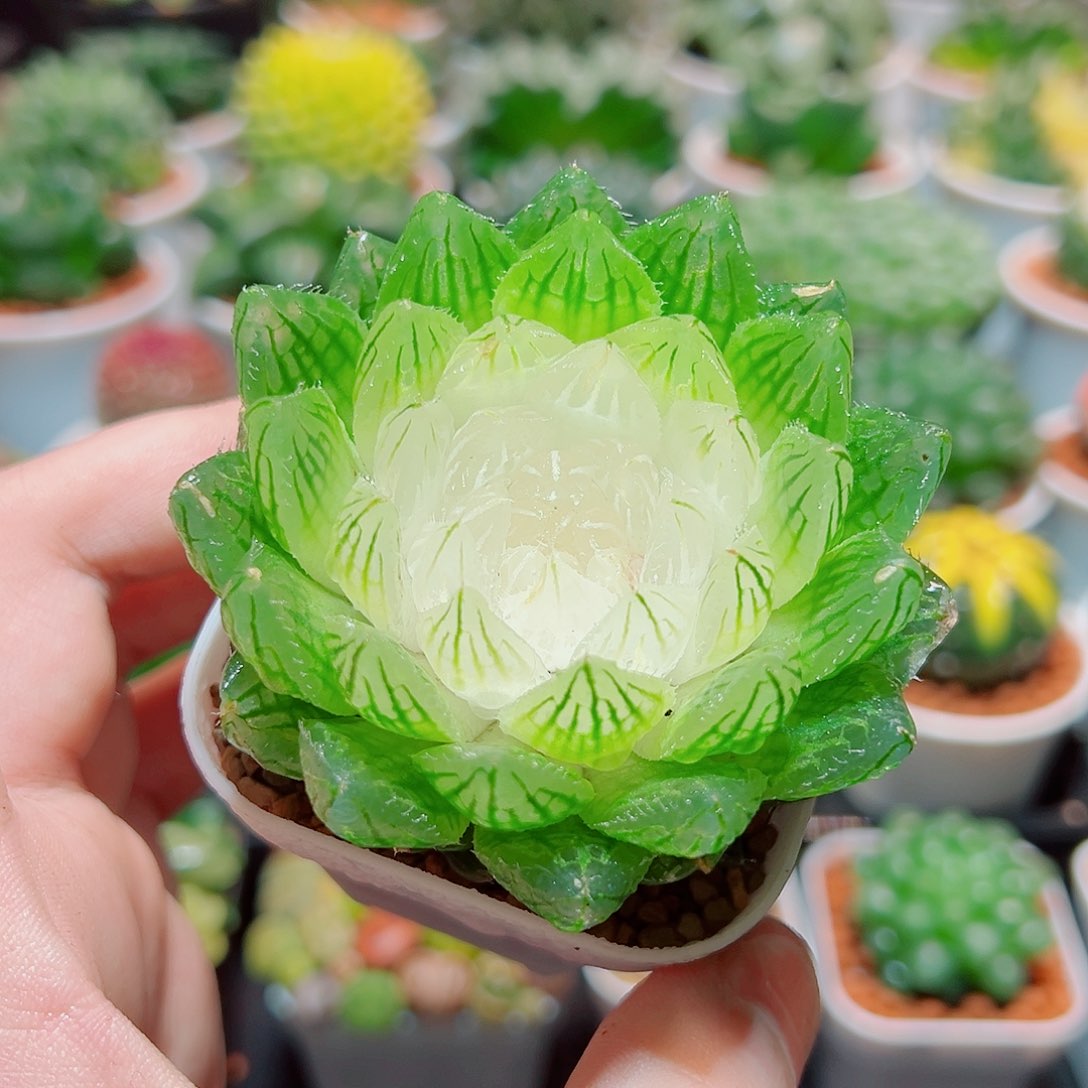 白莲花玉露多肉多肉多肉