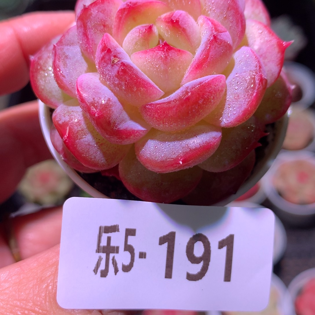 乐然 5-191 朝露 