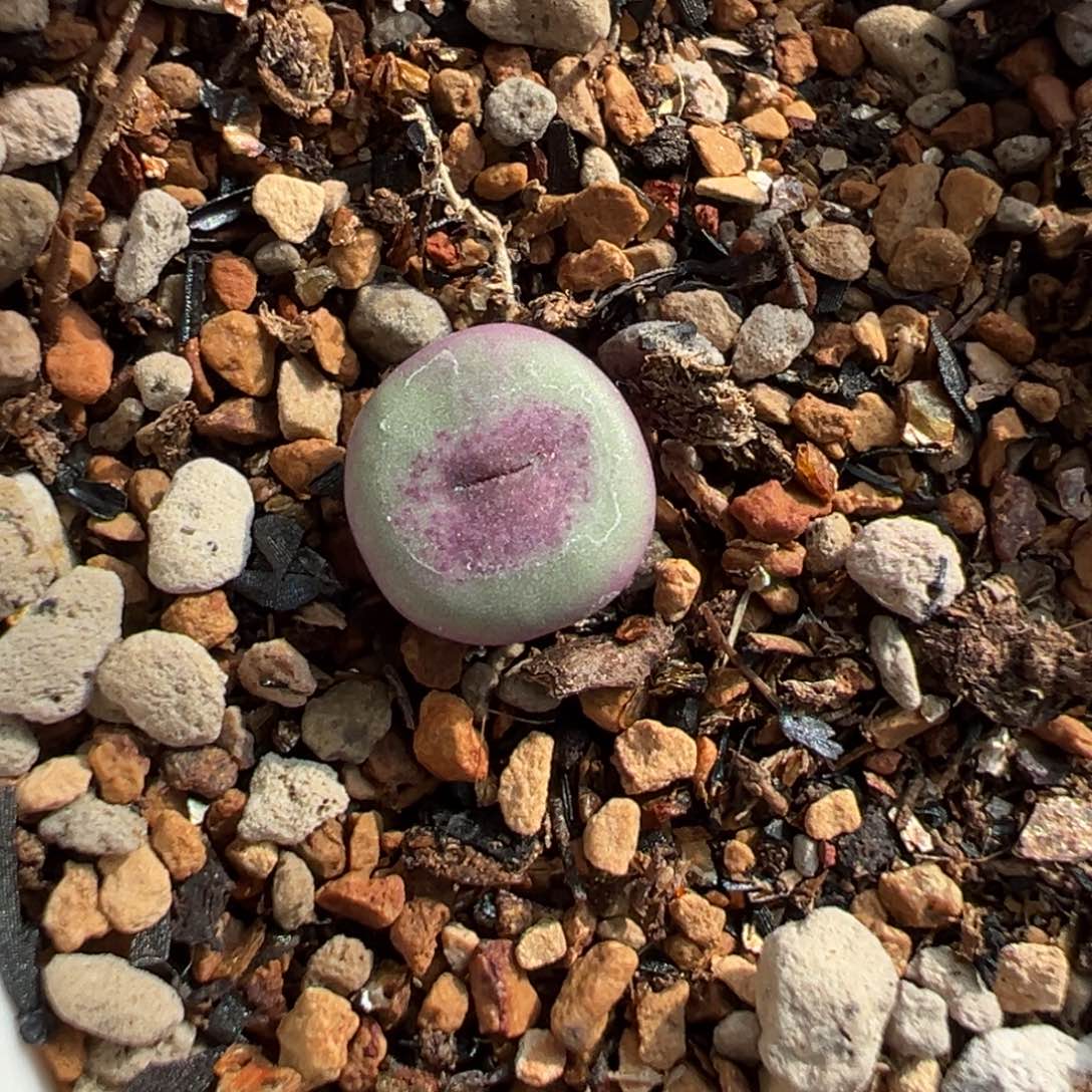 rr723x0094 多肉植物