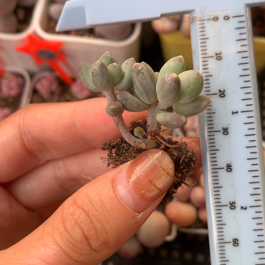 天空 精品奶酪多肉