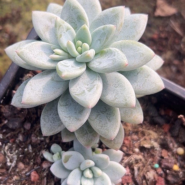 富士雪特价美人特价