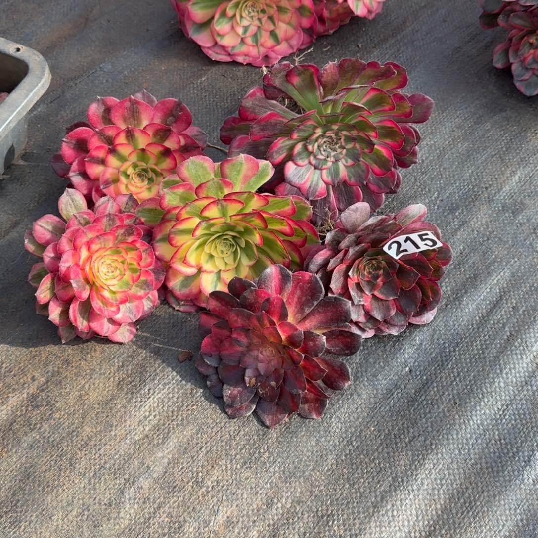 215多肉植物6颗一组量拍