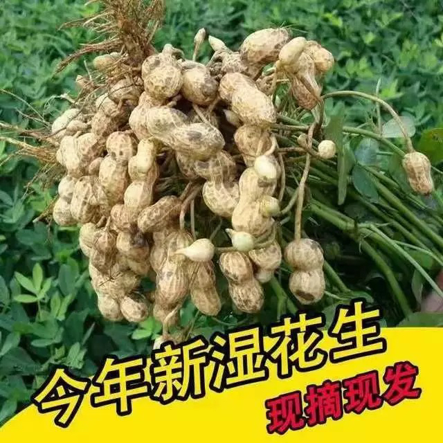 新鲜现挖带壳带泥花生可水煮生吃农家自种香甜可口