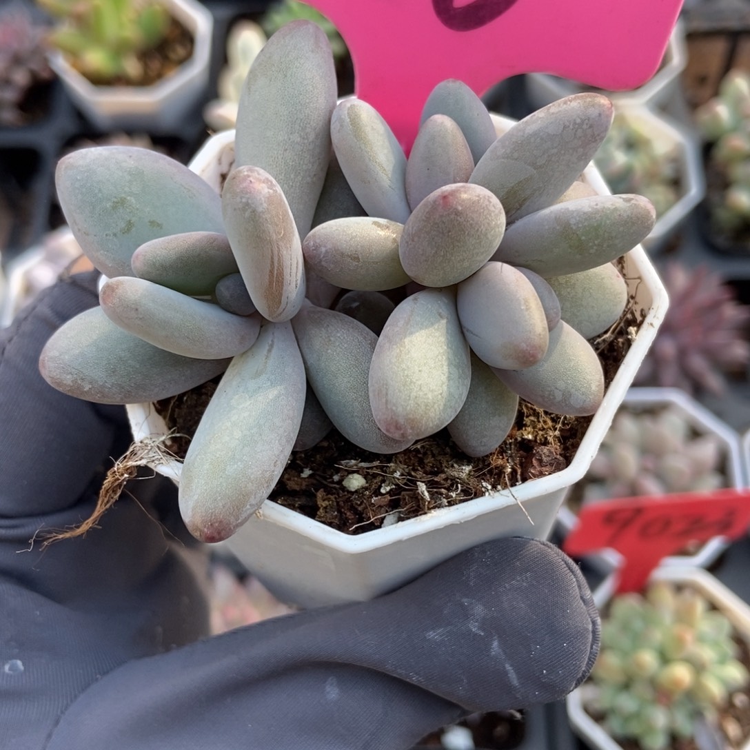 66白兰地多肉植物多肉