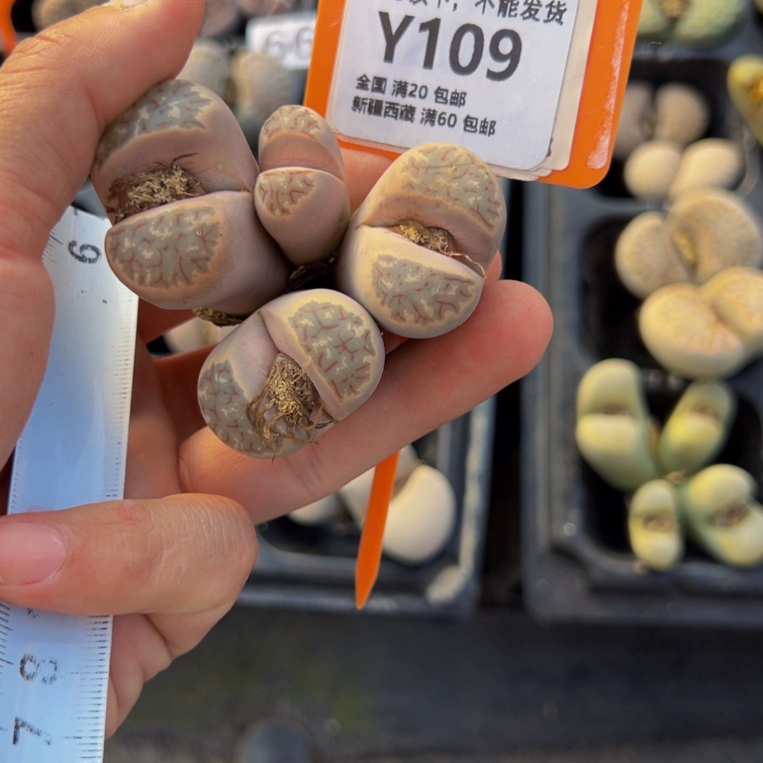 兔***静109 一物一拍，默认有伤，介意勿拍，不退不换