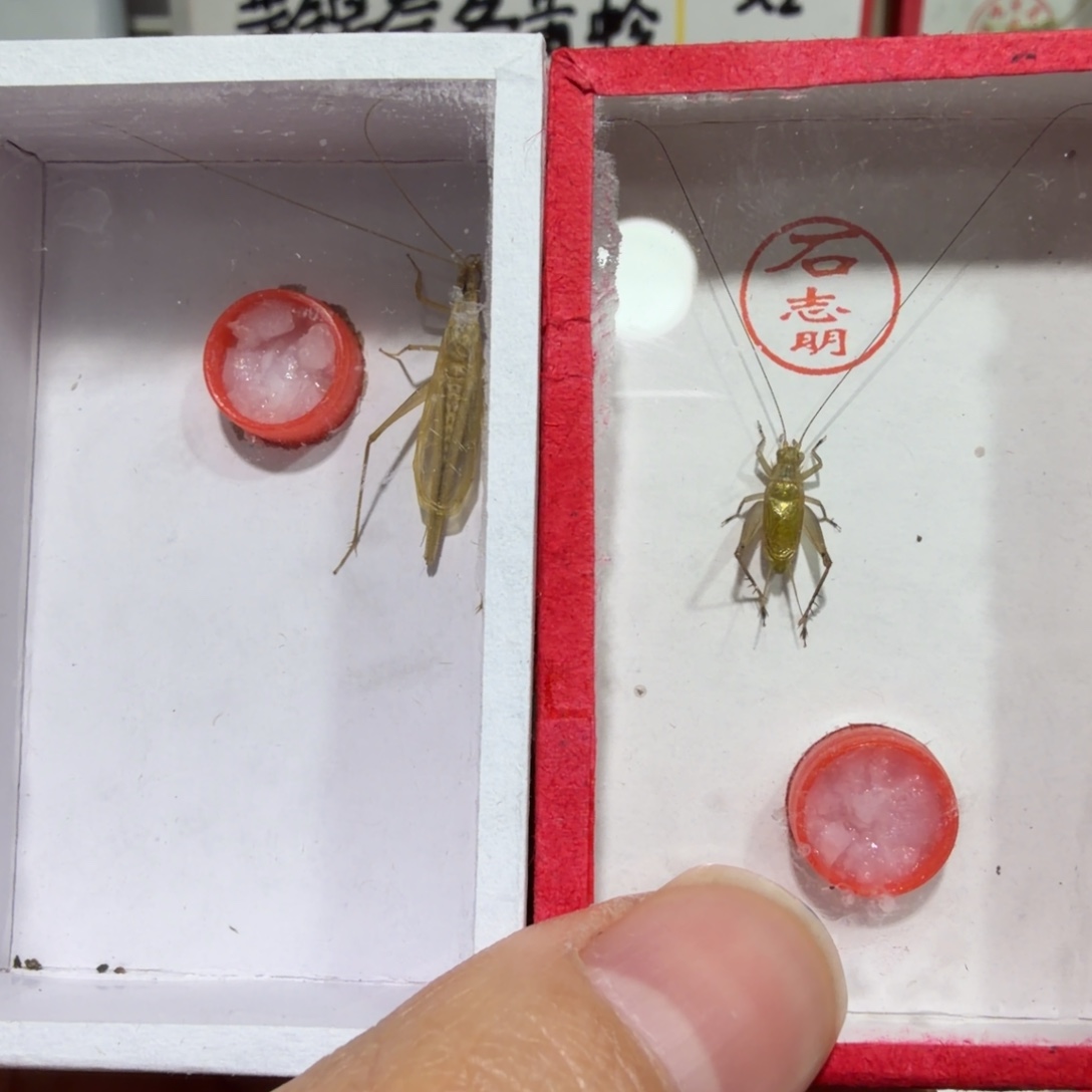 淼****蟋蟀二条鸣虫包邮..