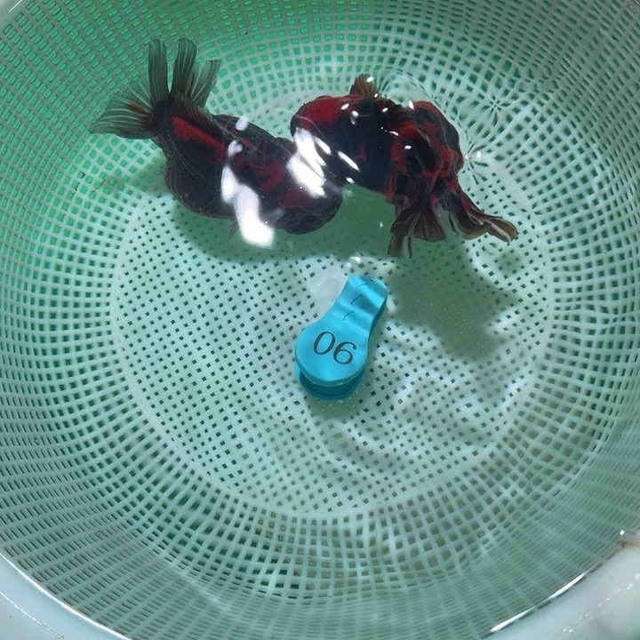蜡***新海水鱼潘氏金鱼兰寿金鱼