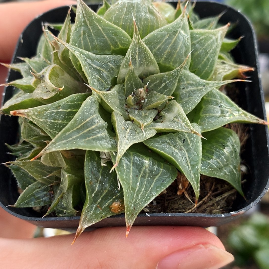 葫芦寿，一物一拍，带盆