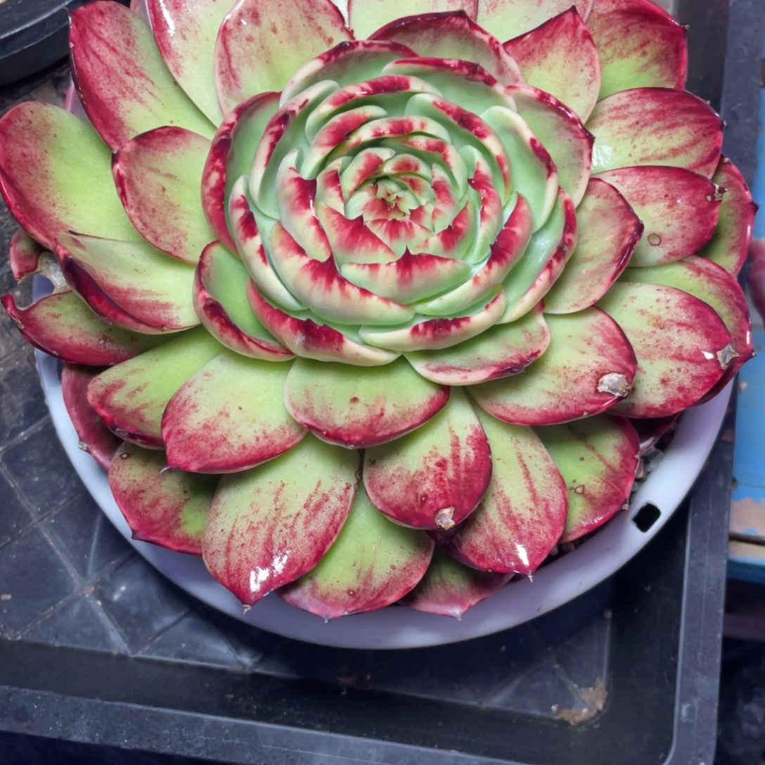 马****惊鸿仙子冠服20左右