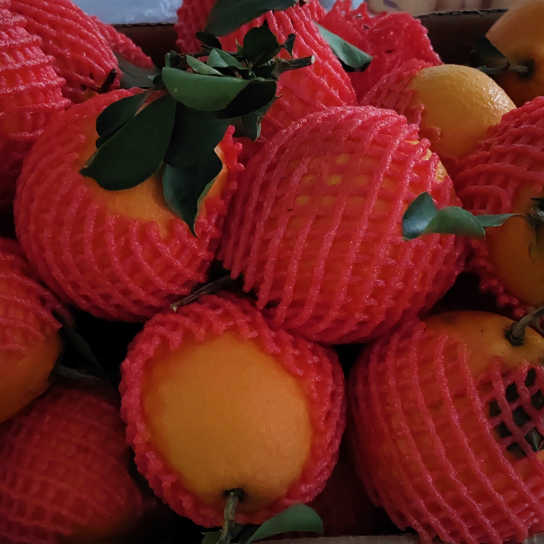 爱媛果冻橙四川省