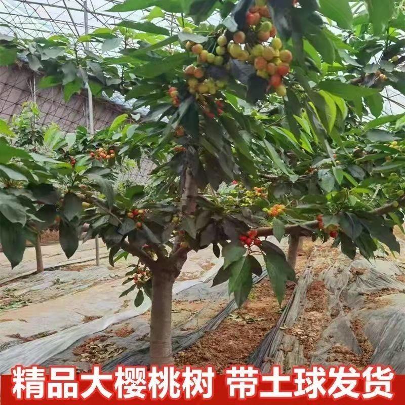 樱桃大树车厘子树庭院别墅地栽嫁接矮化南方北方种植当年结果山东