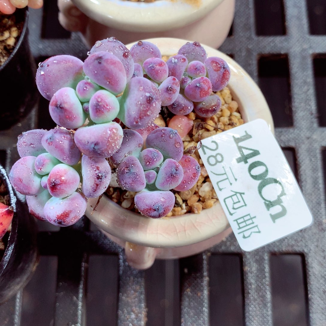 5厘米盆精控多肉140