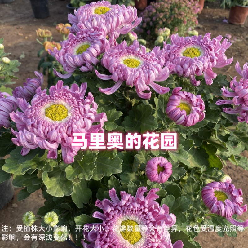 【洹水映月】传统大菊九月菊庭院阳台新手易养草本植物花卉