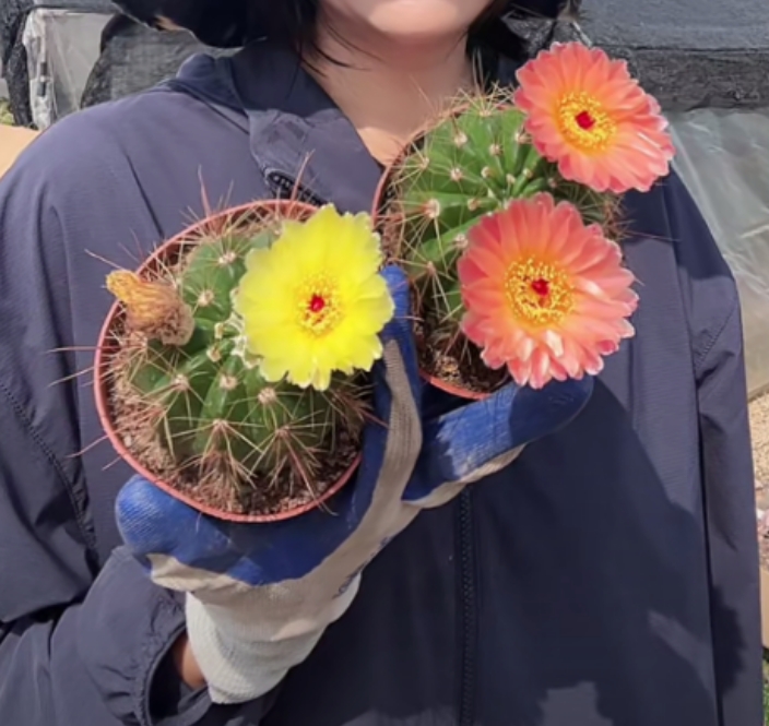 二妹园艺【 2颗青王（橙红花+黄花）实生根】默认脱土发货