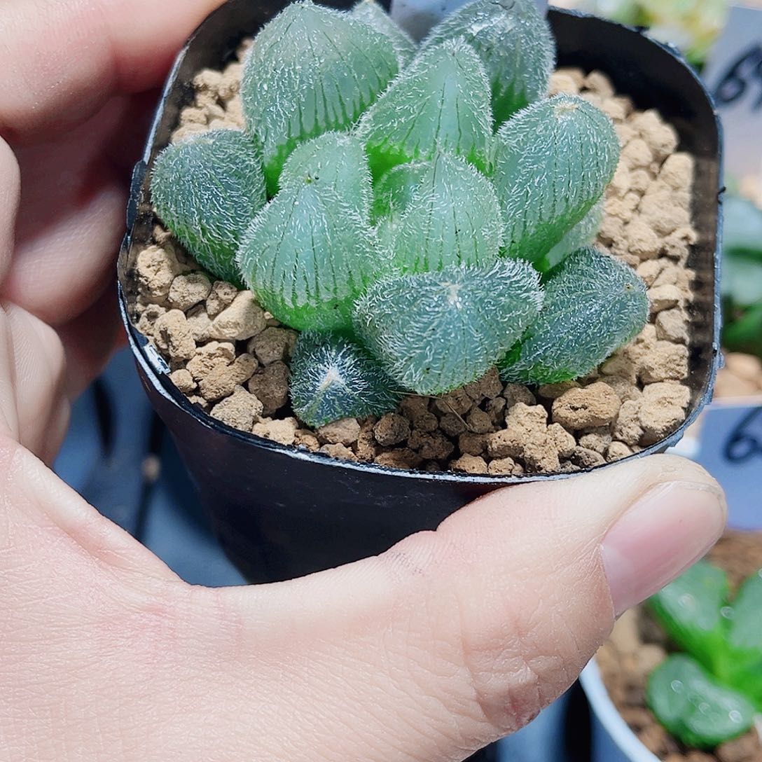 梦露新手好养的新手福利