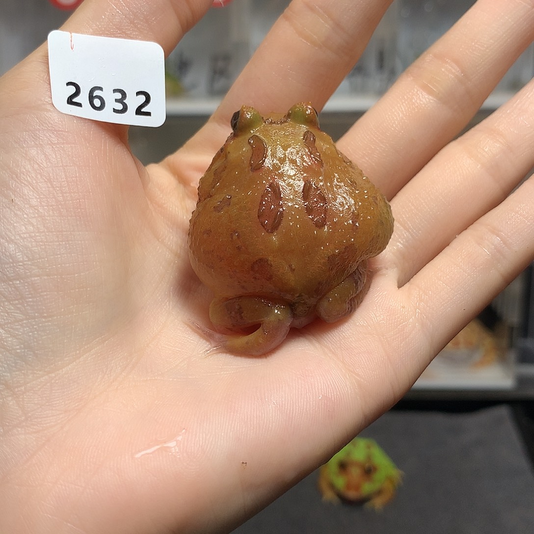 那***呢角蛙2632微瑕疵变异