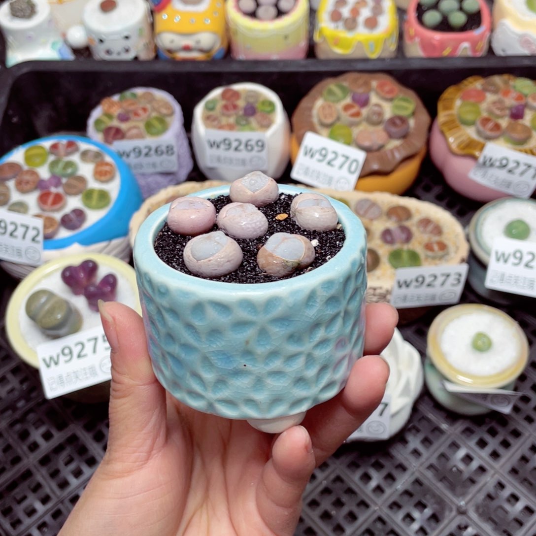 w9279 -零下地区拍保温箱 -15支持寄养