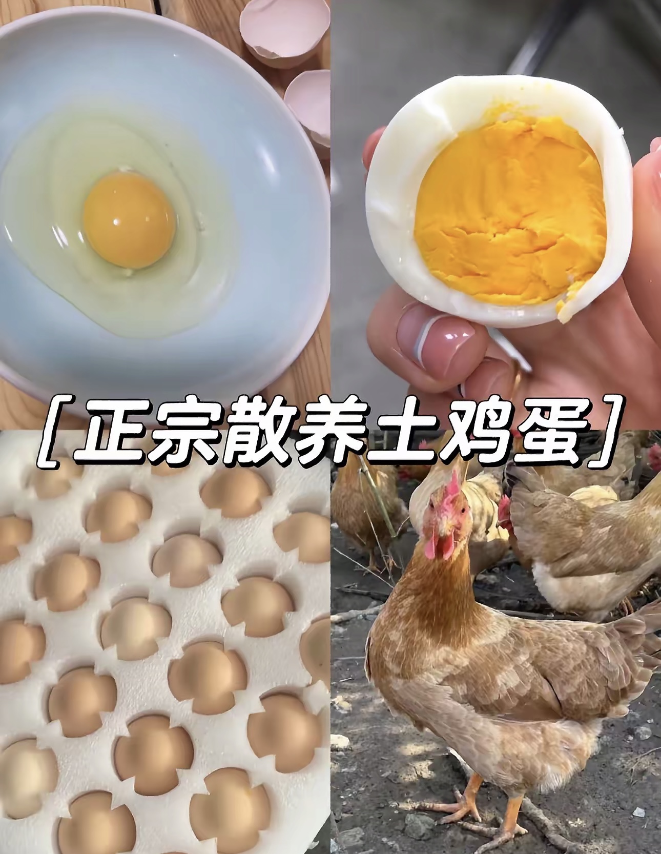 50枚林地散养新鲜土鸡蛋无抗无色素营养健康笨鸡蛋
