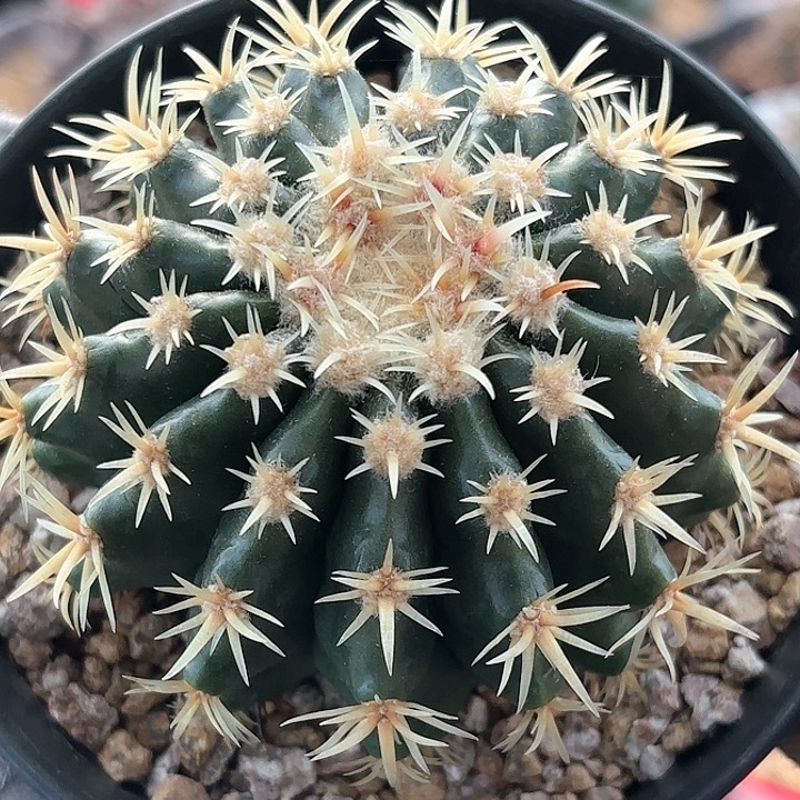 仙人球实生短豪刺金琥