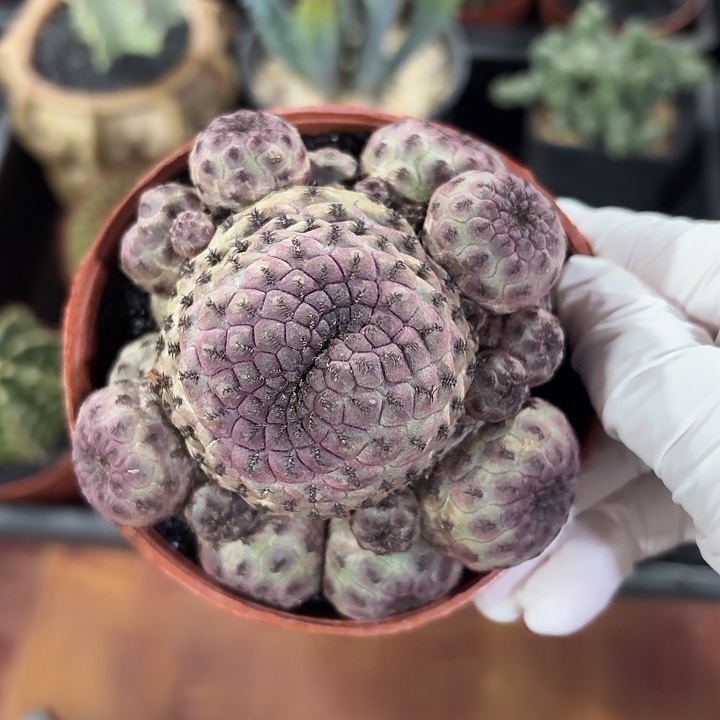 红丽丸仙人球123