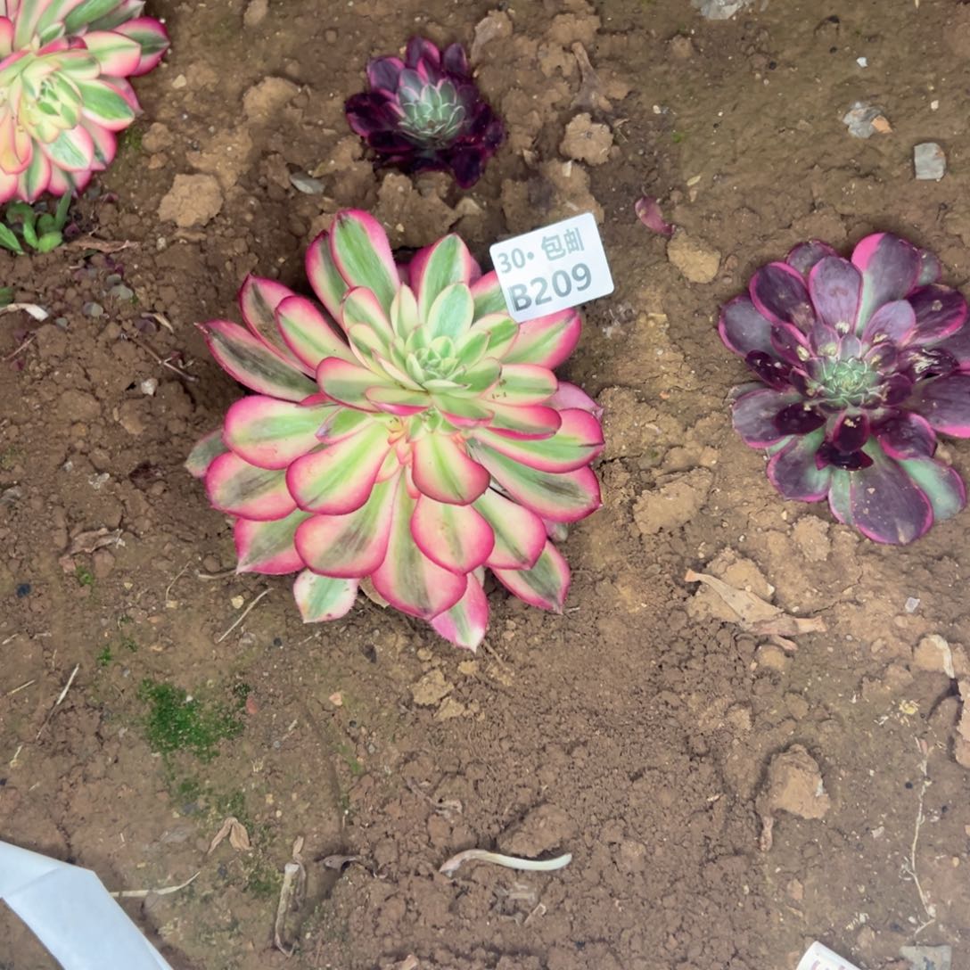 209 倾城多肉不包断枝