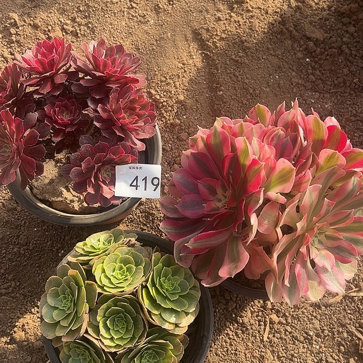 三颗一物一拍419号脱土裸根发货