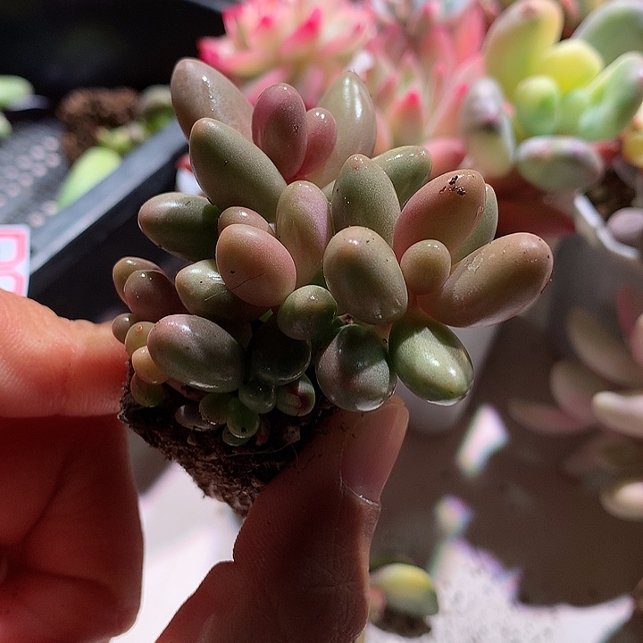 红手指拉丝锦锦锦锦