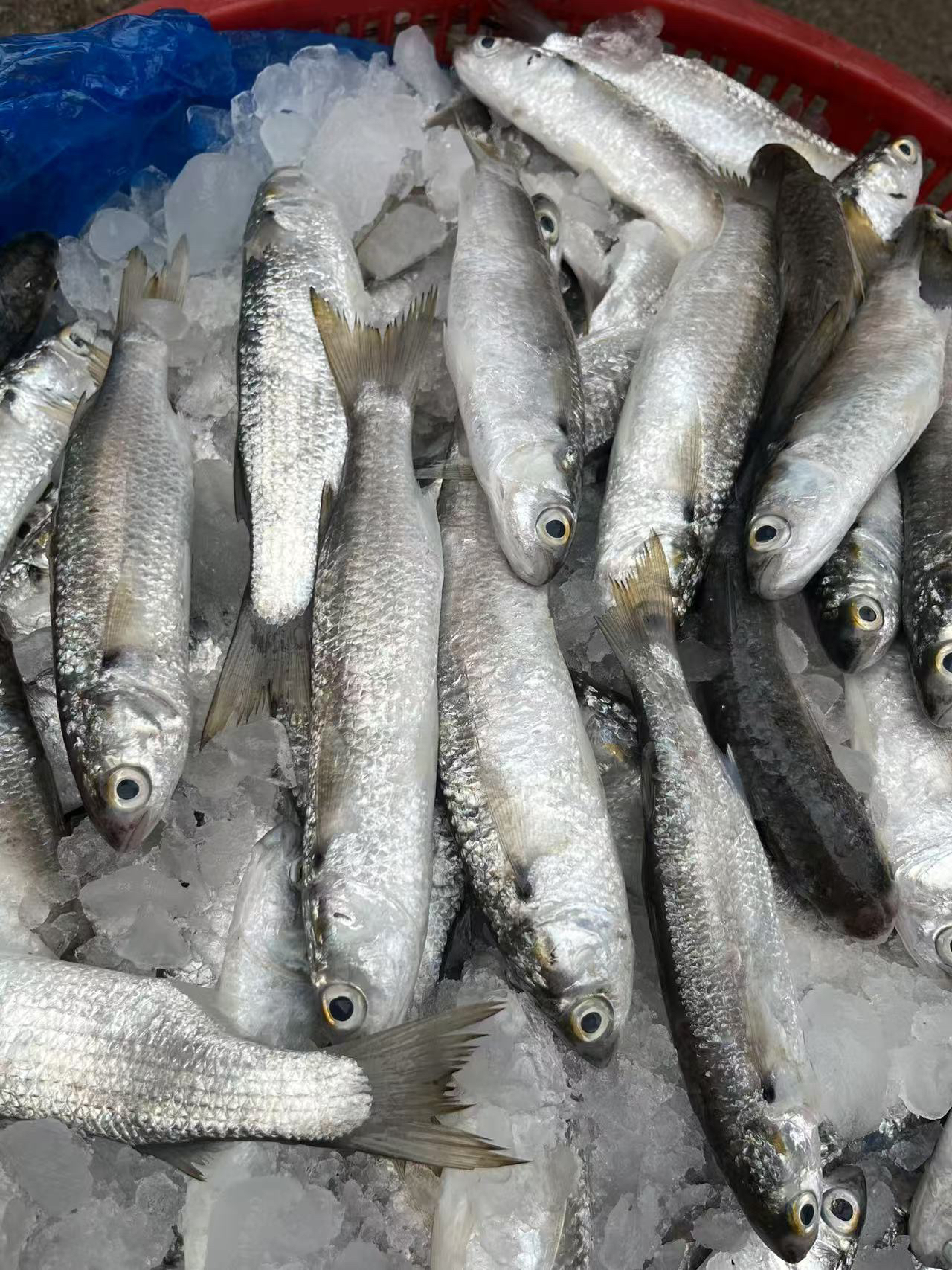 广东湛江新鲜冷冻虫鱼小白条海鲜顺丰冷链包邮