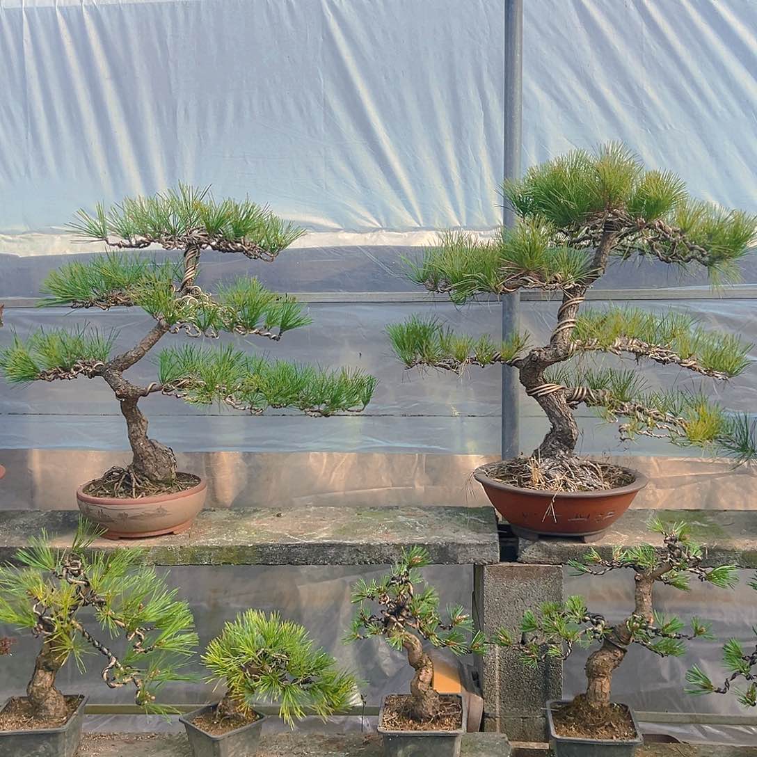 无花朵黑松老桩老盆口老松