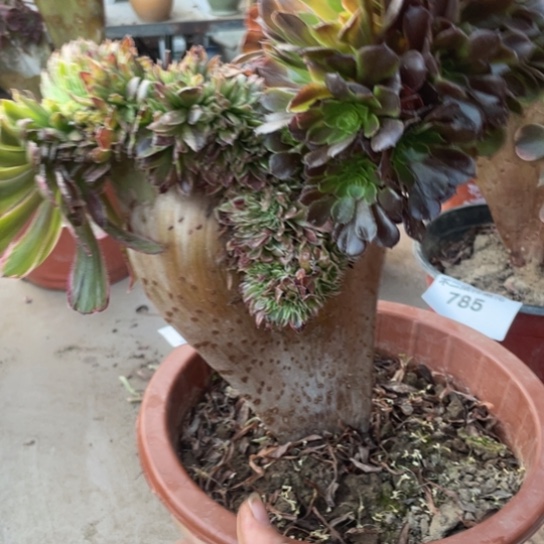 794，水墨画阴阳不包邮