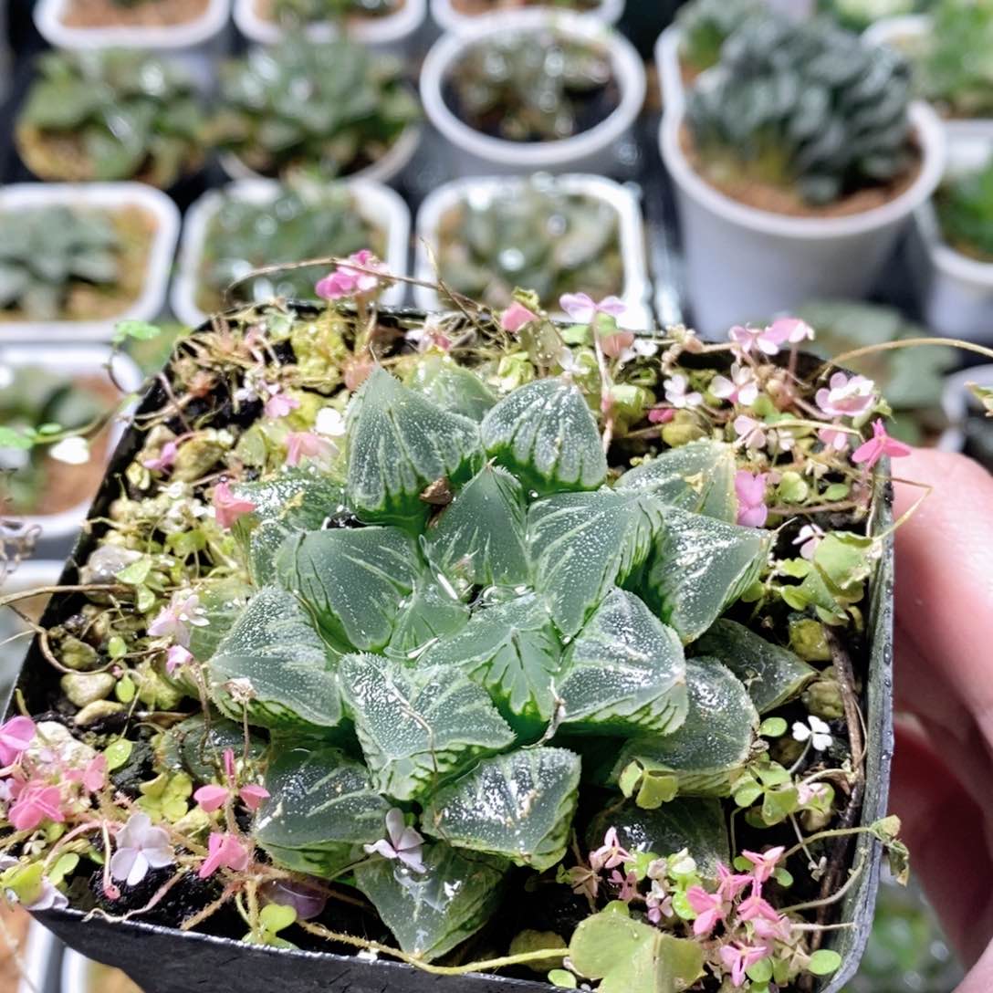 雪狸寿玉露多肉植物