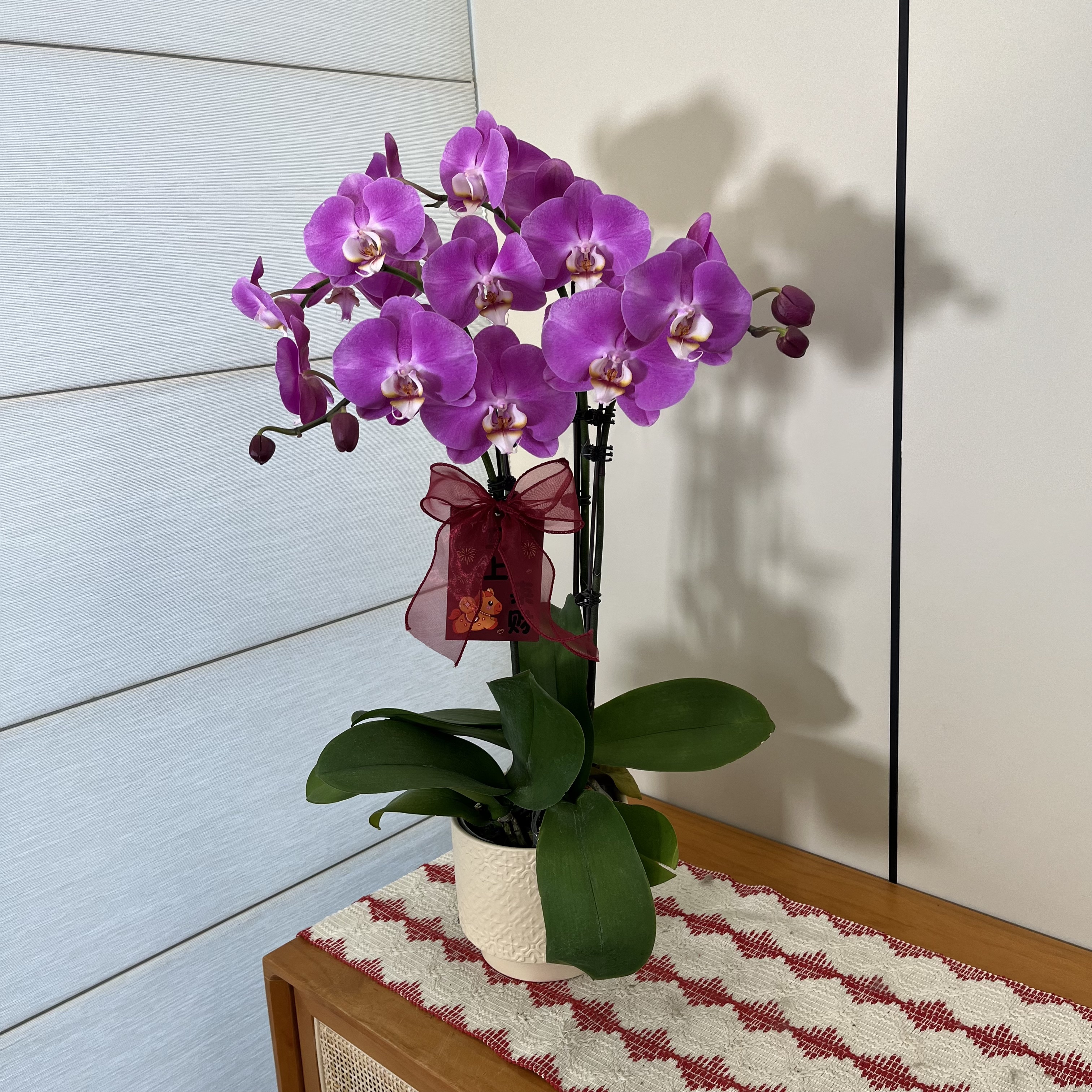 【梦幻女郎】粉紫色高个子气质大花蝴蝶兰 室内客厅送人送礼花卉