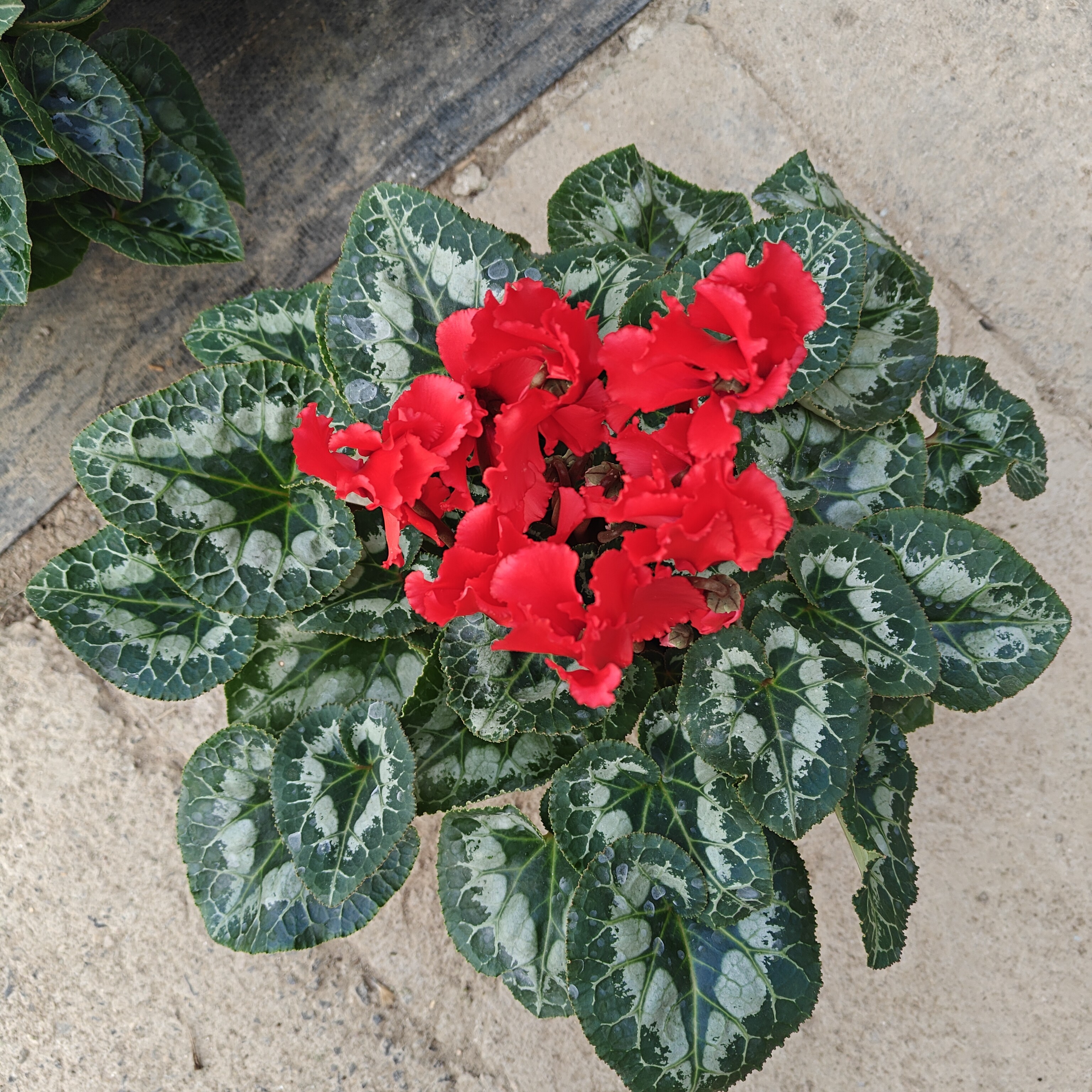 大花颜色微型代进口仙客来140加仑盆径