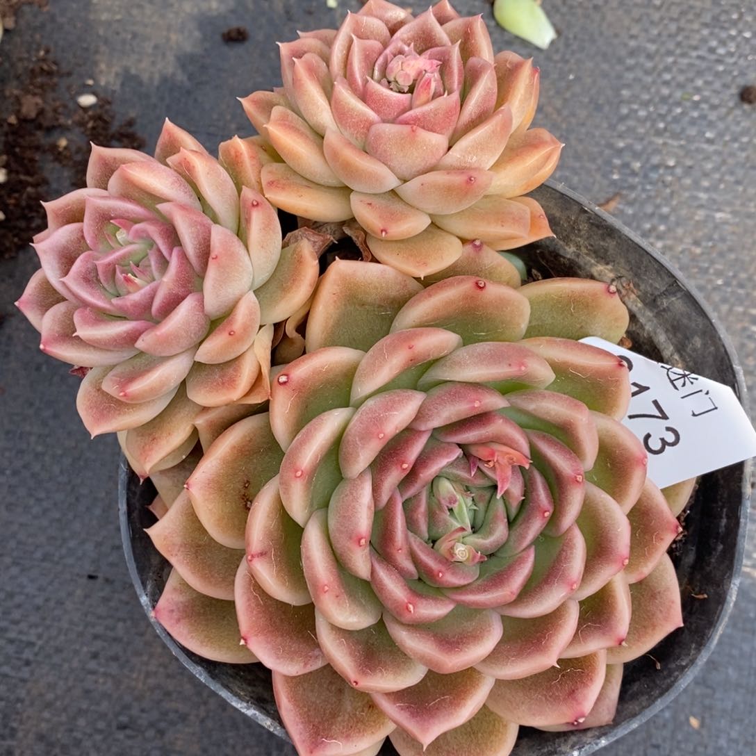 爱*己杂交精品多肉3173