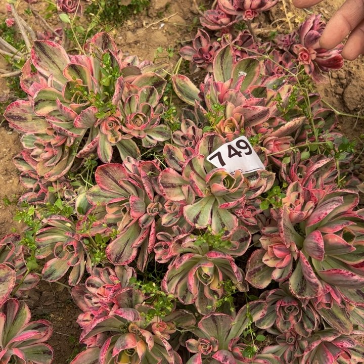 青花瓷多肉砍头微瑕749